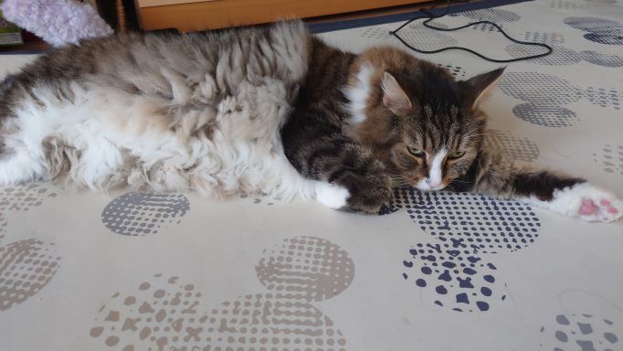 店じまいモードの猫、ノルウェージャンフォレストキャットのトト
