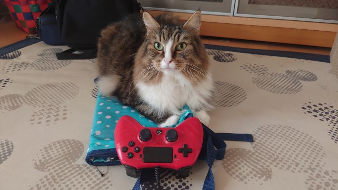 TVゲームをする猫、ノルウェージャンフォレストキャットのトト