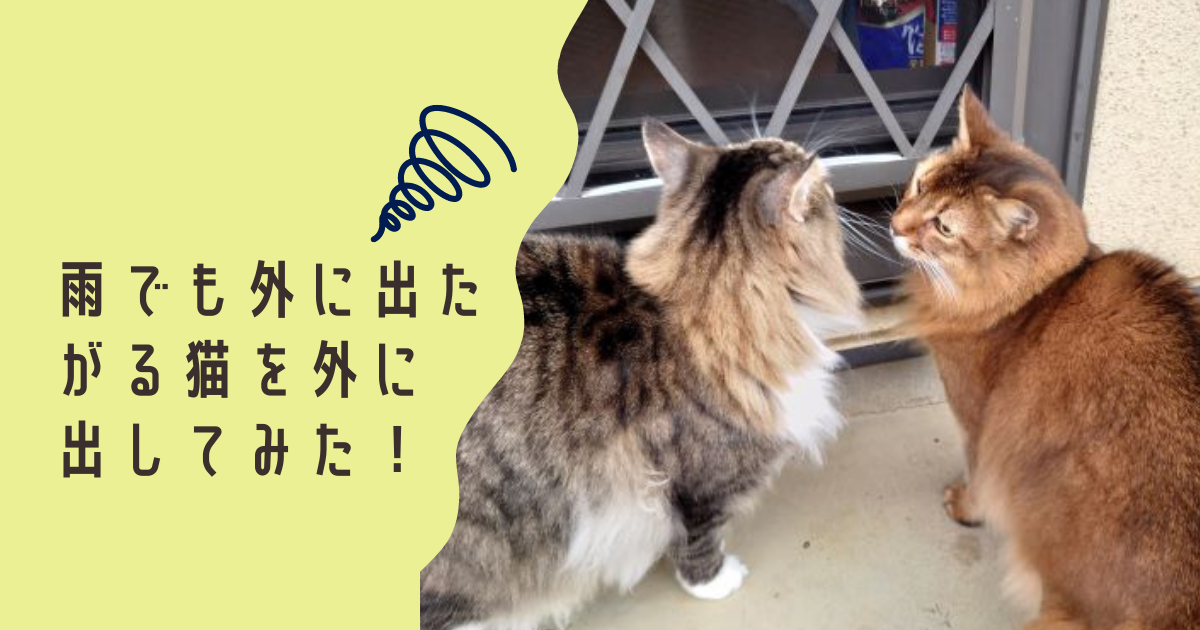 雨でも外に出たがる猫を外に出してみた その時 我が家の猫の反応は如何に 愛猫トトとチーと父さんの生活