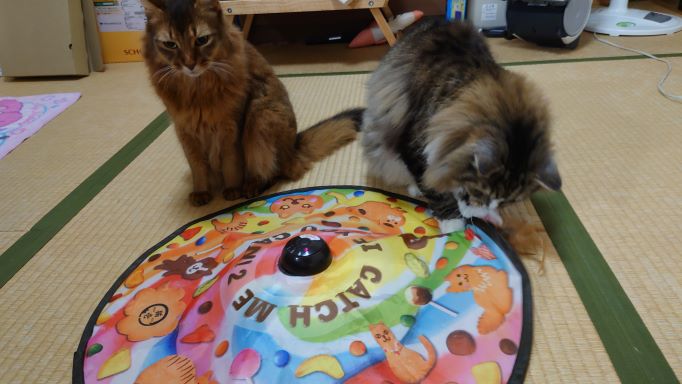 キャッチミーイフユーキャン2で遊ぶ猫、ソマリのチーとノルウェージャンフォレストキャットのトト
