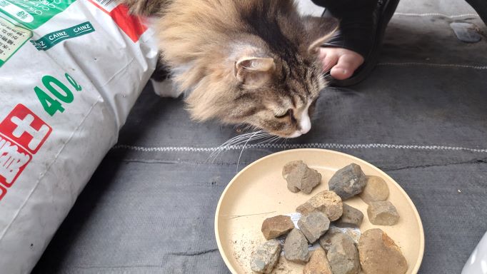 小石に興味津々の猫、ノルウェージャンフォレストキャットのトト
