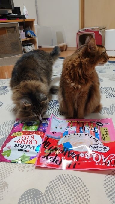 ちゅーるに近づく猫、ノルウェージャンフォレストキャットのトト