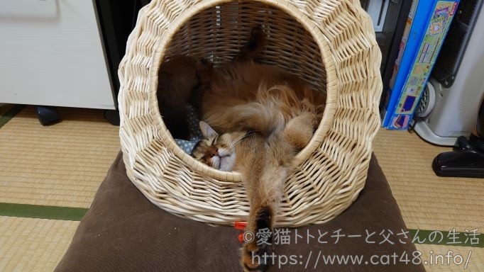 猫ちぐらで寝る猫、ソマリもチー