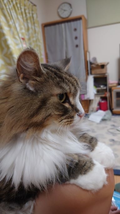 猫との生活、ノルウェージャンフォレストキャットのトト