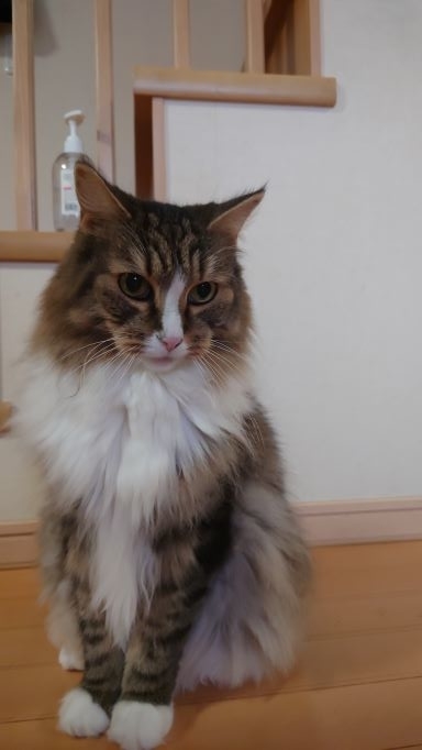 おすまし顔の猫、ノルウェージャンフォレストキャットのトト
