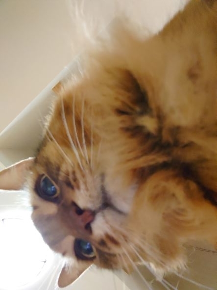 真下からドアップの猫、ソマリのチー