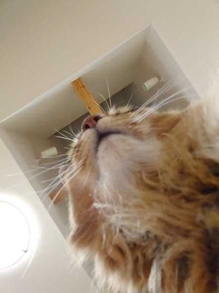 真下から撮影した猫、ソマリのチー
