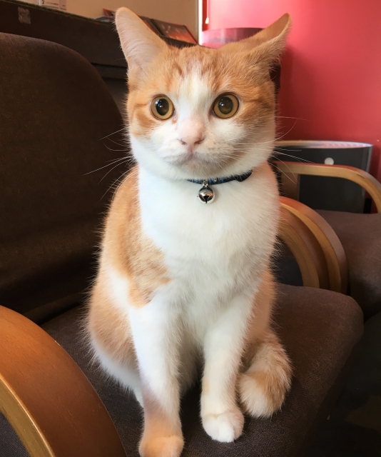 f:id:cat-psychologist:20201102201450j:plain f:id:cat-psychologist:20201102201450j:plain