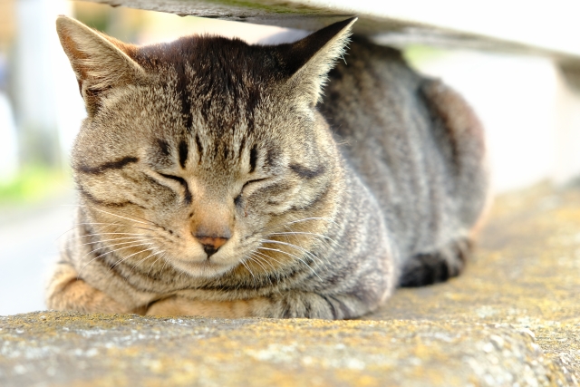 f:id:cat-psychologist:20201103135835j:plain f:id:cat-psychologist:20201103135835j:plain
