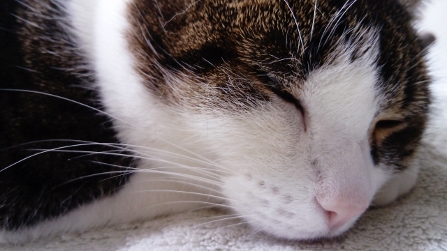 f:id:cat-psychologist:20201103235333j:plain f:id:cat-psychologist:20201103235333j:plain