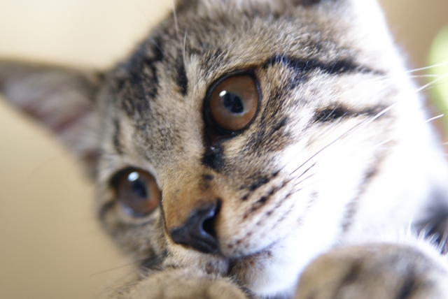f:id:cat-psychologist:20201106141804j:plain f:id:cat-psychologist:20201106141804j:plain