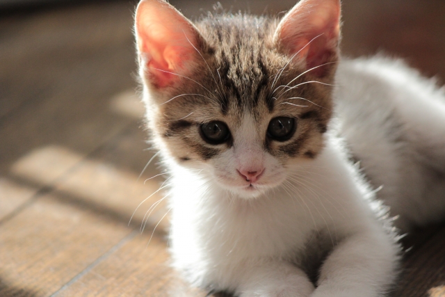 f:id:cat-psychologist:20201121070435j:plain