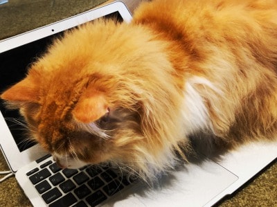 f:id:cat-whisker:20180503131013j:plain