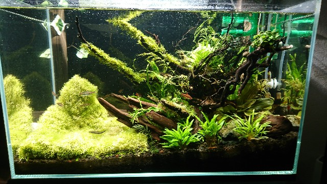 f:id:cat_aquarium:20171212233050j:image