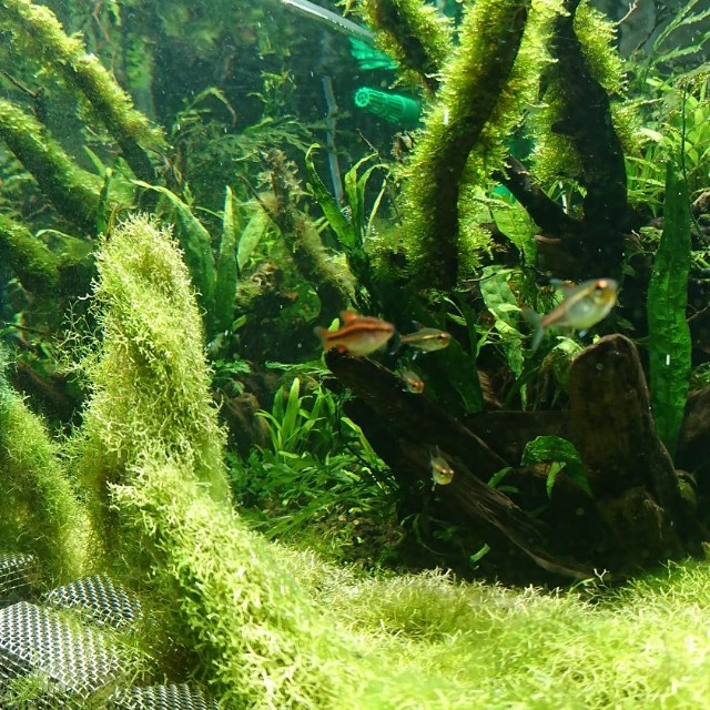 f:id:cat_aquarium:20171212233207j:image