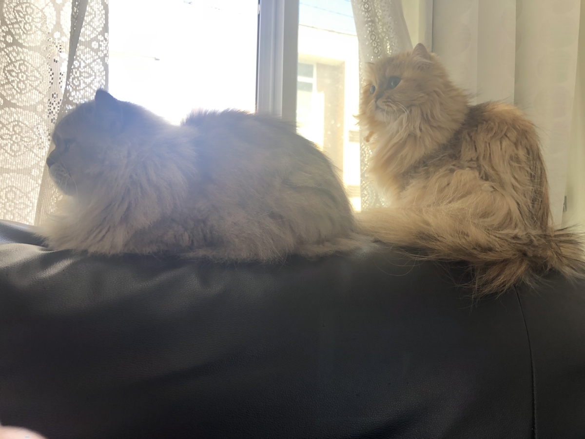 f:id:cat_cut:20210918132320j:plain