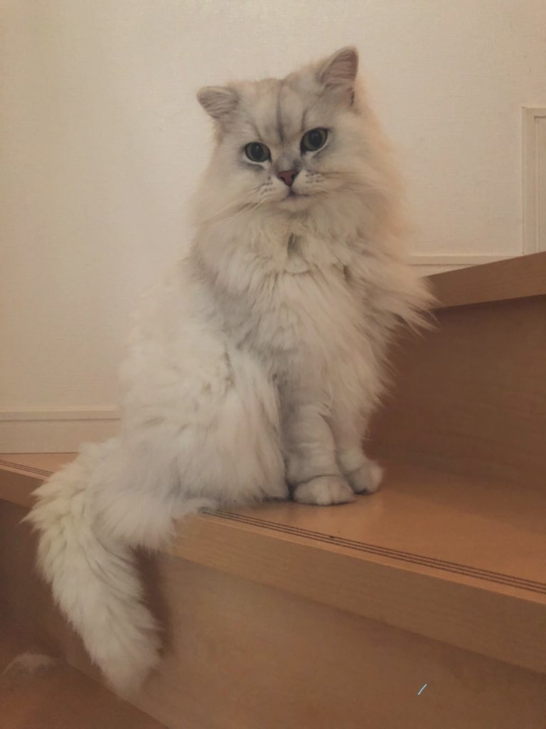 f:id:cat_cut:20210918132335j:plain