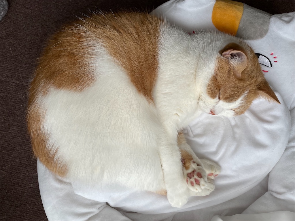 f:id:cat_lamune:20220526152236j:image