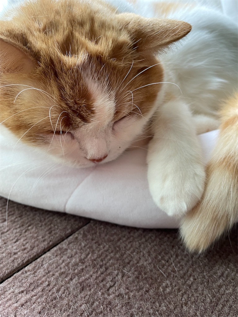 f:id:cat_lamune:20220613101048j:image