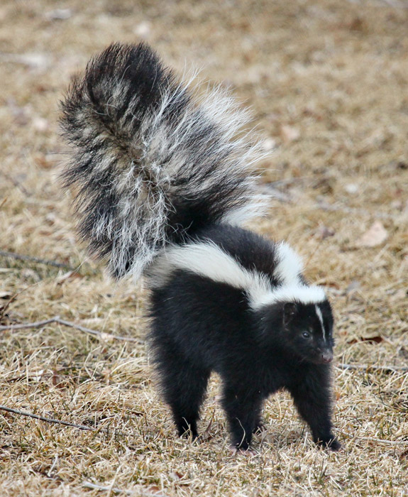 f:id:catandRaccoondog1:20190323213018j:plain