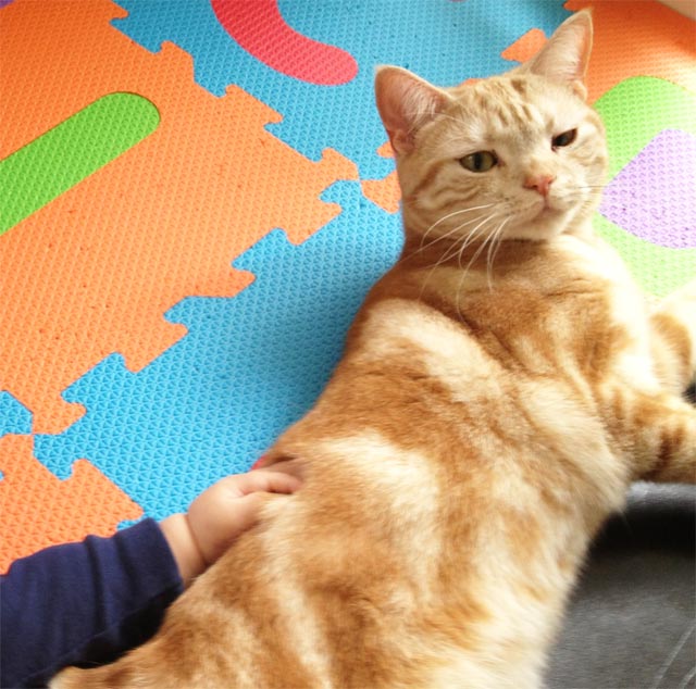 f:id:catandmusic:20200219090920j:plain