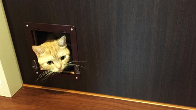 f:id:catandmusic:20200219091211j:plain