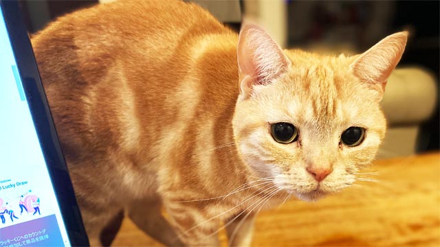 f:id:catandmusic:20200219091554j:plain