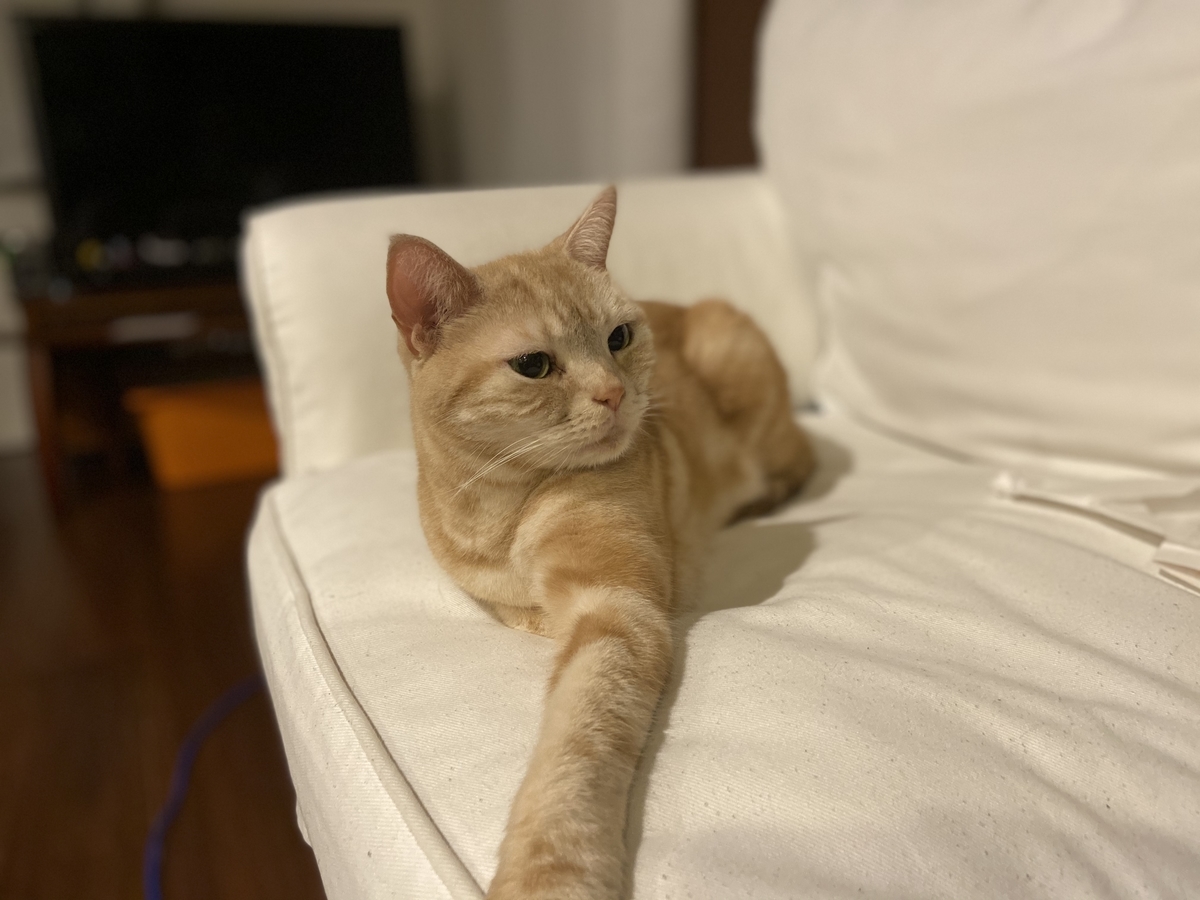 f:id:catandmusic:20200219091845j:plain