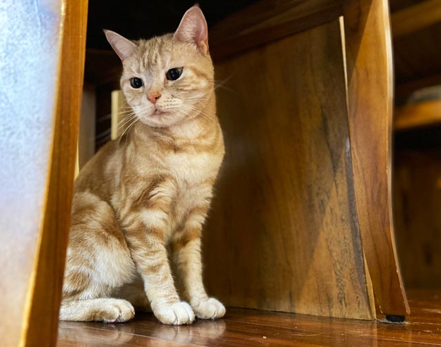 f:id:catandmusic:20200227230150j:plain f:id:catandmusic:20200227230150j:plain