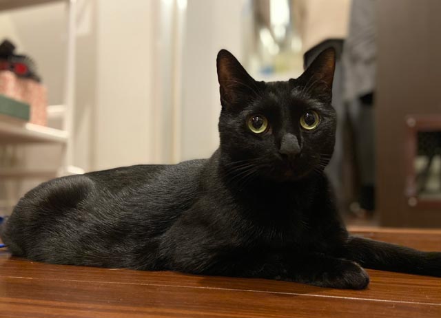 f:id:catandmusic:20200227230631j:plain f:id:catandmusic:20200227230631j:plain