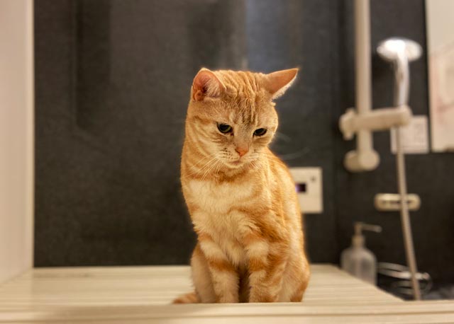 f:id:catandmusic:20200227231356j:plain f:id:catandmusic:20200227231356j:plain