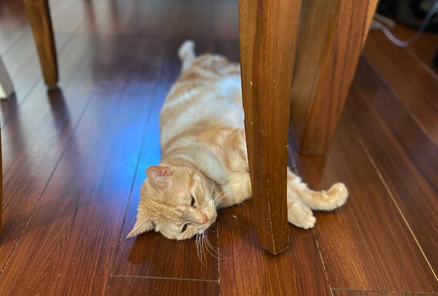 f:id:catandmusic:20200227231923j:plain f:id:catandmusic:20200227231923j:plain