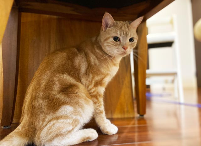 f:id:catandmusic:20200228021741j:plain f:id:catandmusic:20200228021741j:plain