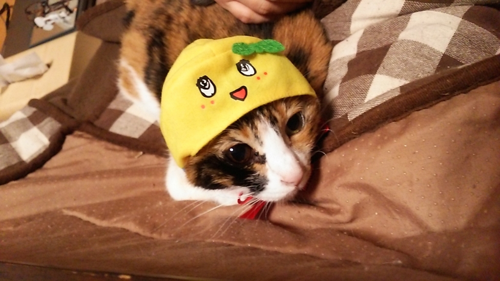 f:id:cataway25:20160113132827j:plain