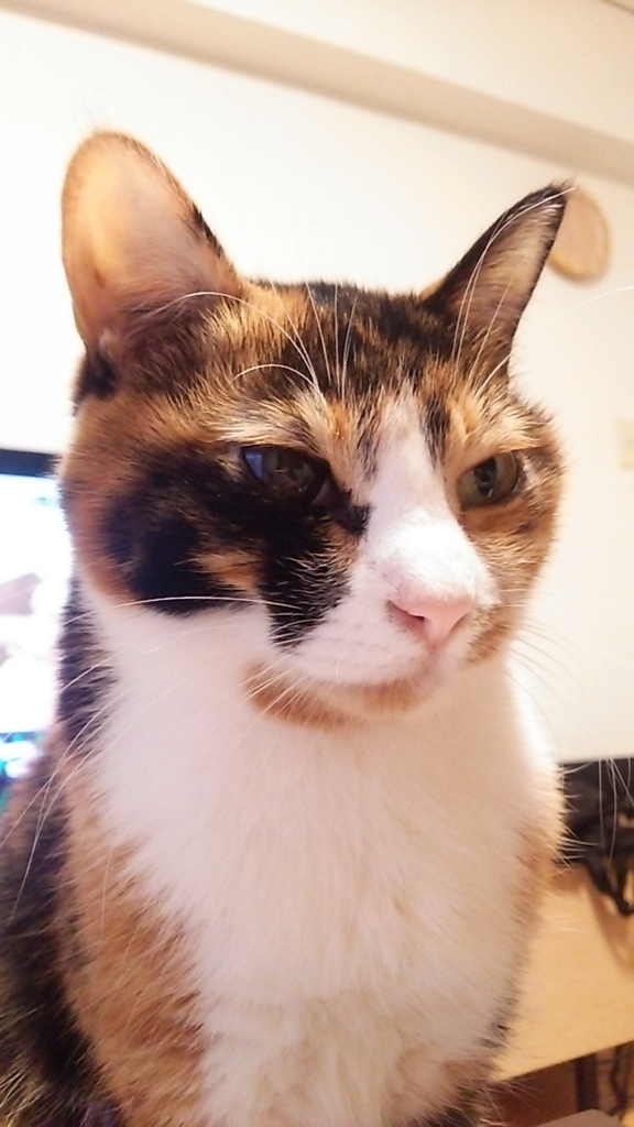 f:id:cataway25:20160128181238j:plain