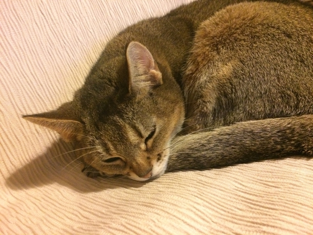 f:id:catferie:20180714211223j:plain f:id:catferie:20180714211223j:plain