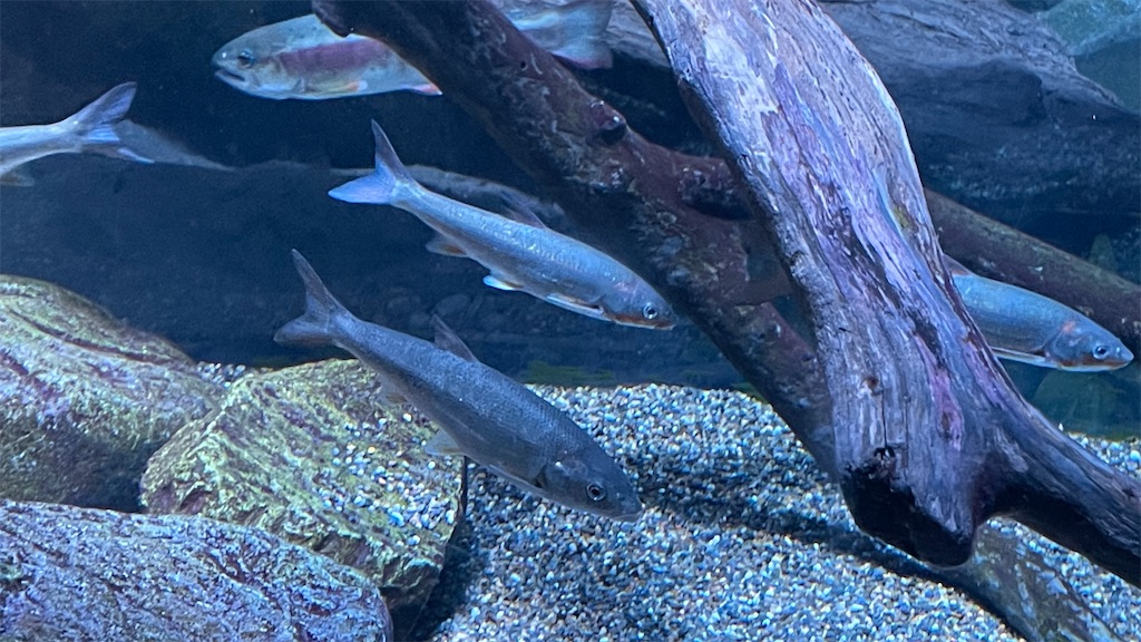 f:id:catfish_710:20250227134036j:image