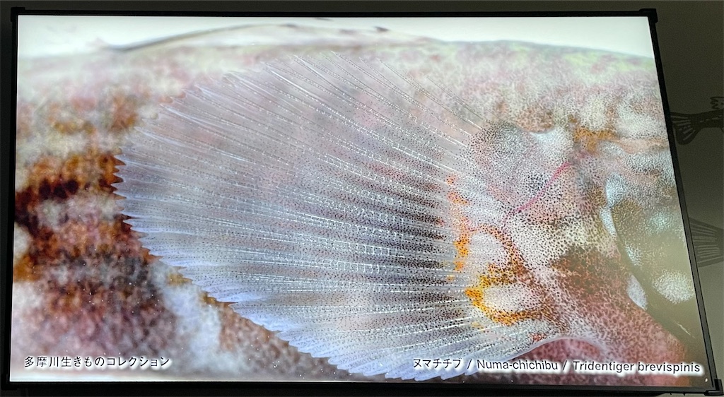 f:id:catfish_710:20250427150515j:image
