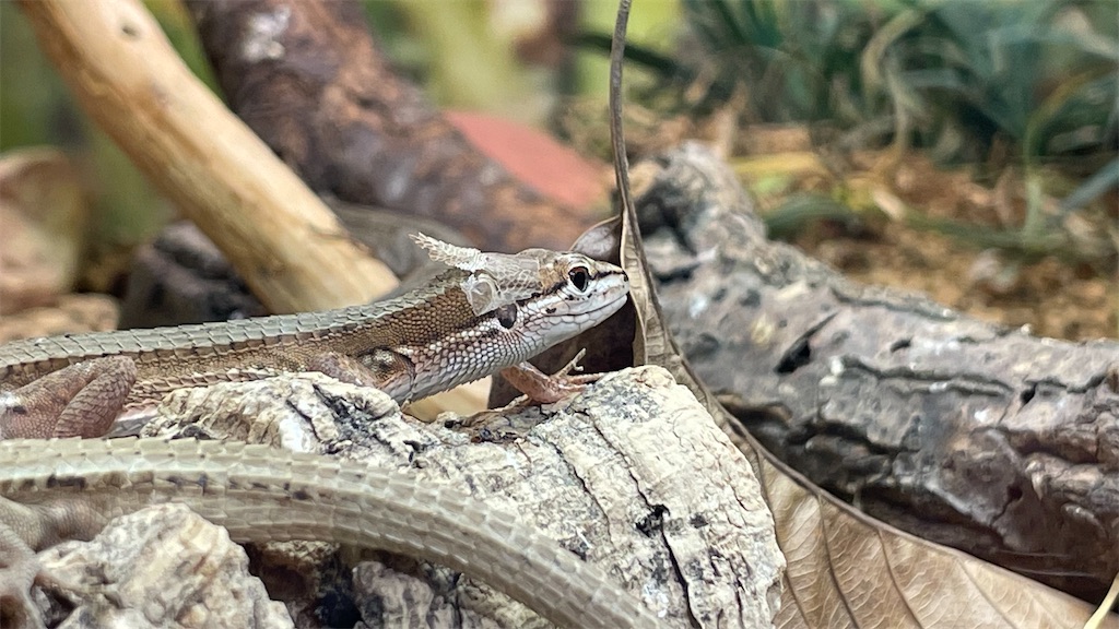 f:id:catfish_710:20250629022550j:image