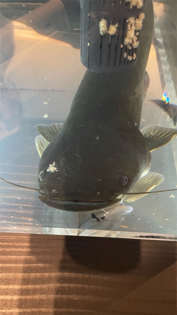 f:id:catfish_710:20250629195429j:image