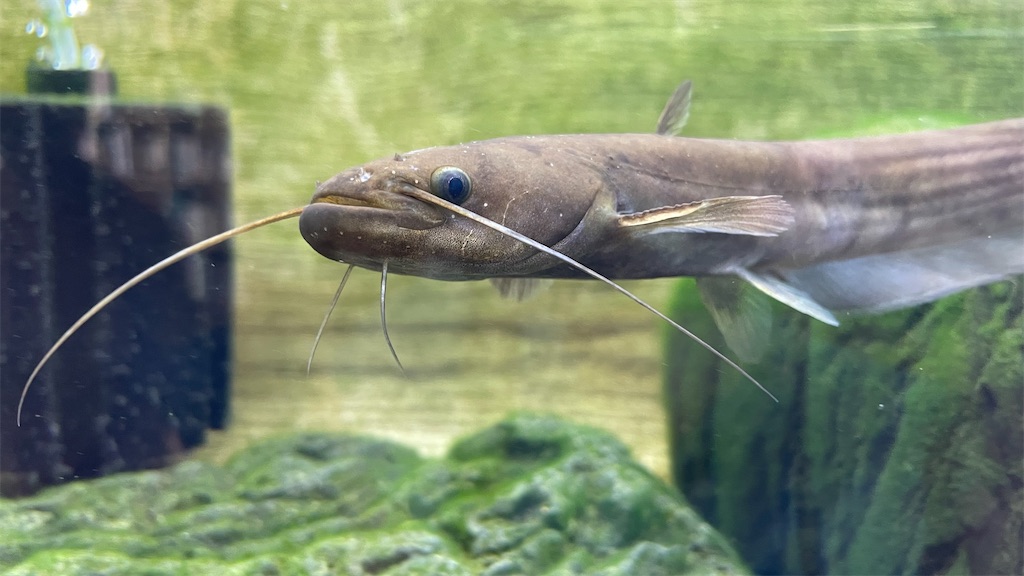 f:id:catfish_710:20250629195519j:image