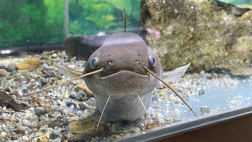 f:id:catfish_710:20250629195639j:image