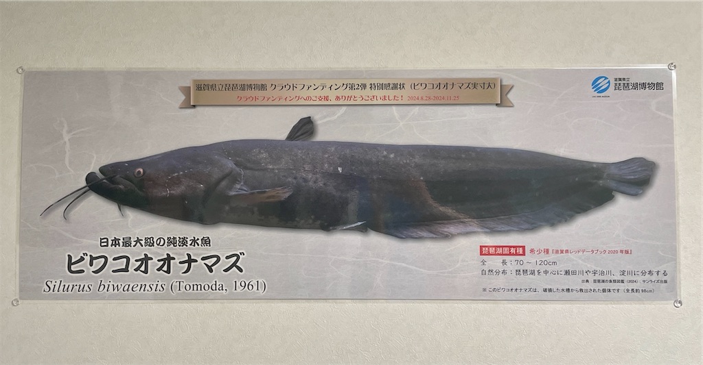 f:id:catfish_710:20250702012115j:image