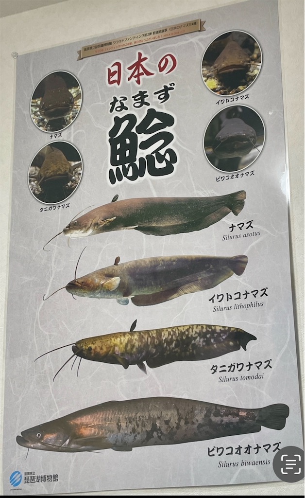 f:id:catfish_710:20250702012118j:image
