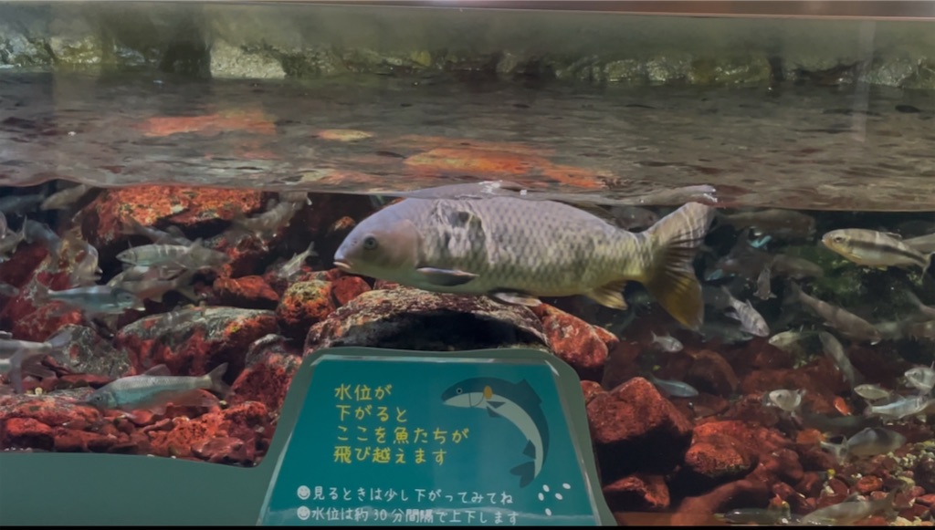 f:id:catfish_710:20250718163944j:image