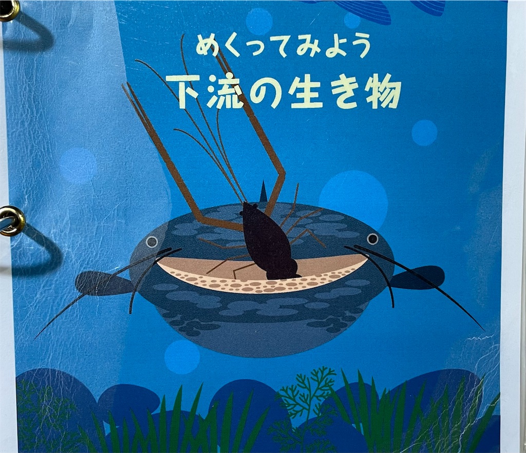f:id:catfish_710:20250718164039j:image