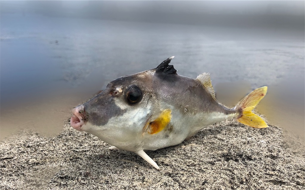 f:id:catfishkun:20190707215108j:image f:id:catfishkun:20190707215108j:image