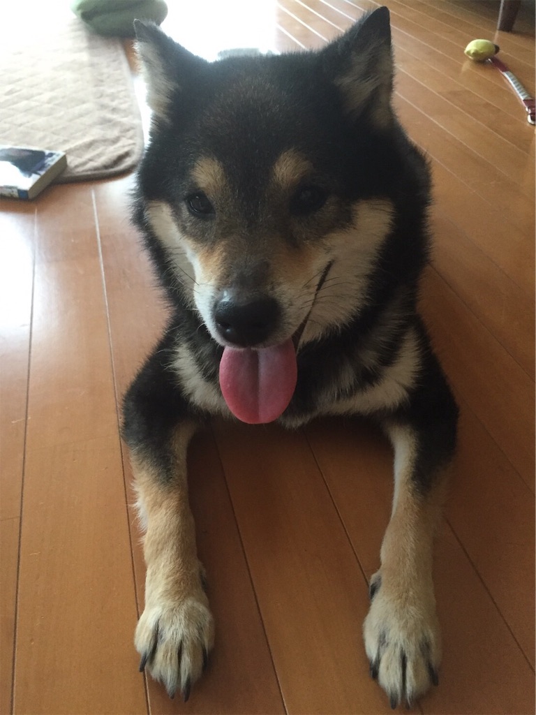 今日はボウズだったので 愛犬 黒柴まろすけをご紹介します 8 なまずクンの釣りメインの日記 今日はボウズだったので 愛犬 黒柴まろすけをご紹介します 8 なまずクンの釣りメインの日記