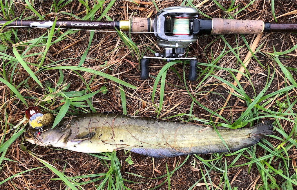 ナマズ釣り 雨上がりの爆釣を期待 デイゲーム ナイトゲーム なまずクンの釣りメインの日記