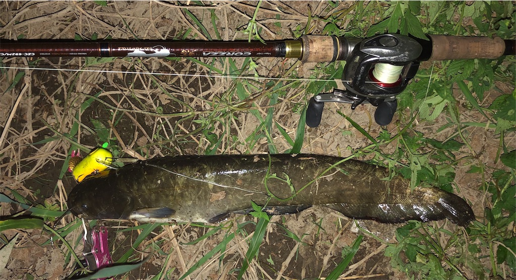 f:id:catfishkun:20190926224324j:image
